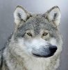 wailwolf
