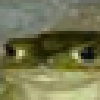 Bayard