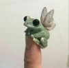 _Fairy toad_